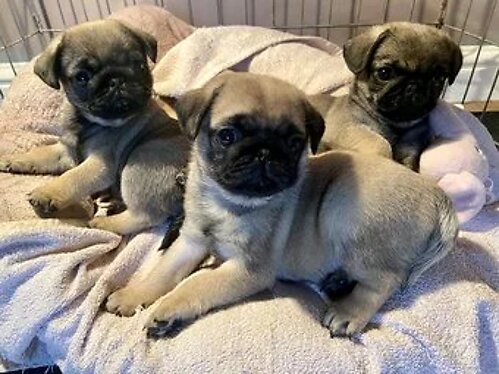 KC Reg pug puppies ready to leave now